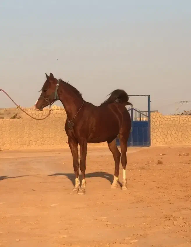 کره عرب مصری نریان|اسب و تجهیزات اسب‌سواری|شاهین‌شهر, شهرک سایت|دیوار