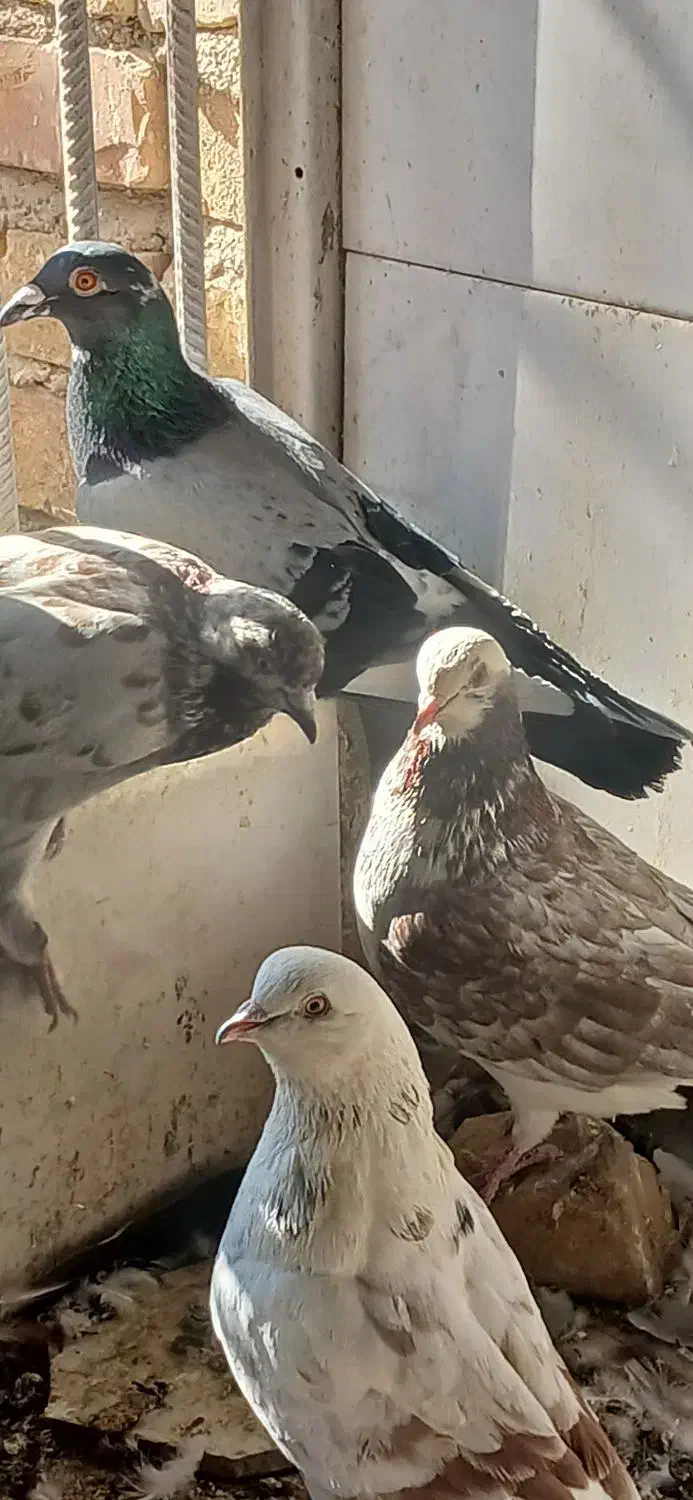 کفتر پرشی|پرنده|اردکان, |دیوار