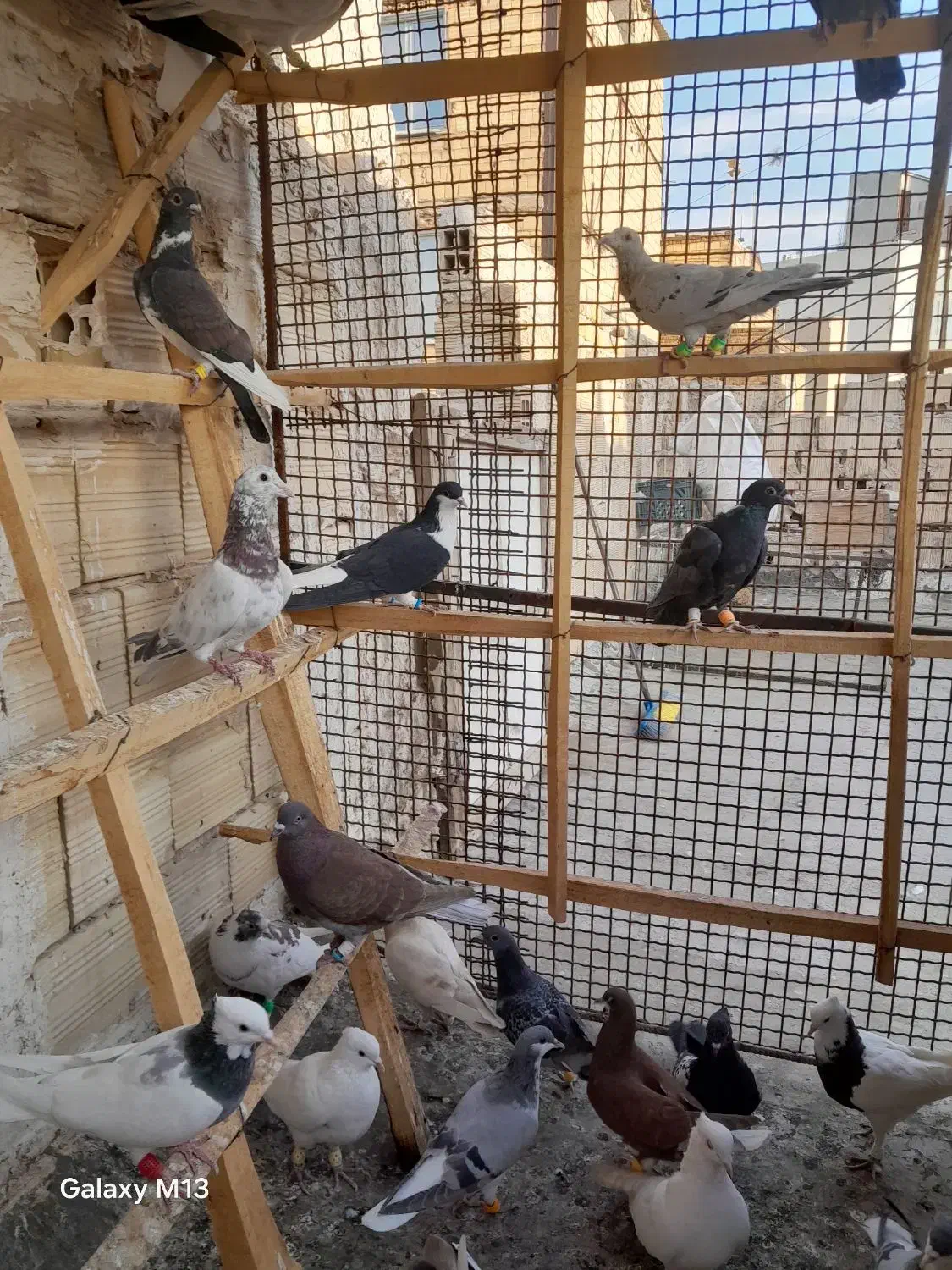 ۲۲۵|پرنده|تاکستان, |دیوار