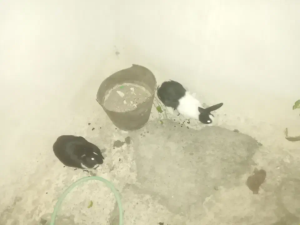 خرگوش نر و ماده|موش و خرگوش|معمولان, |دیوار