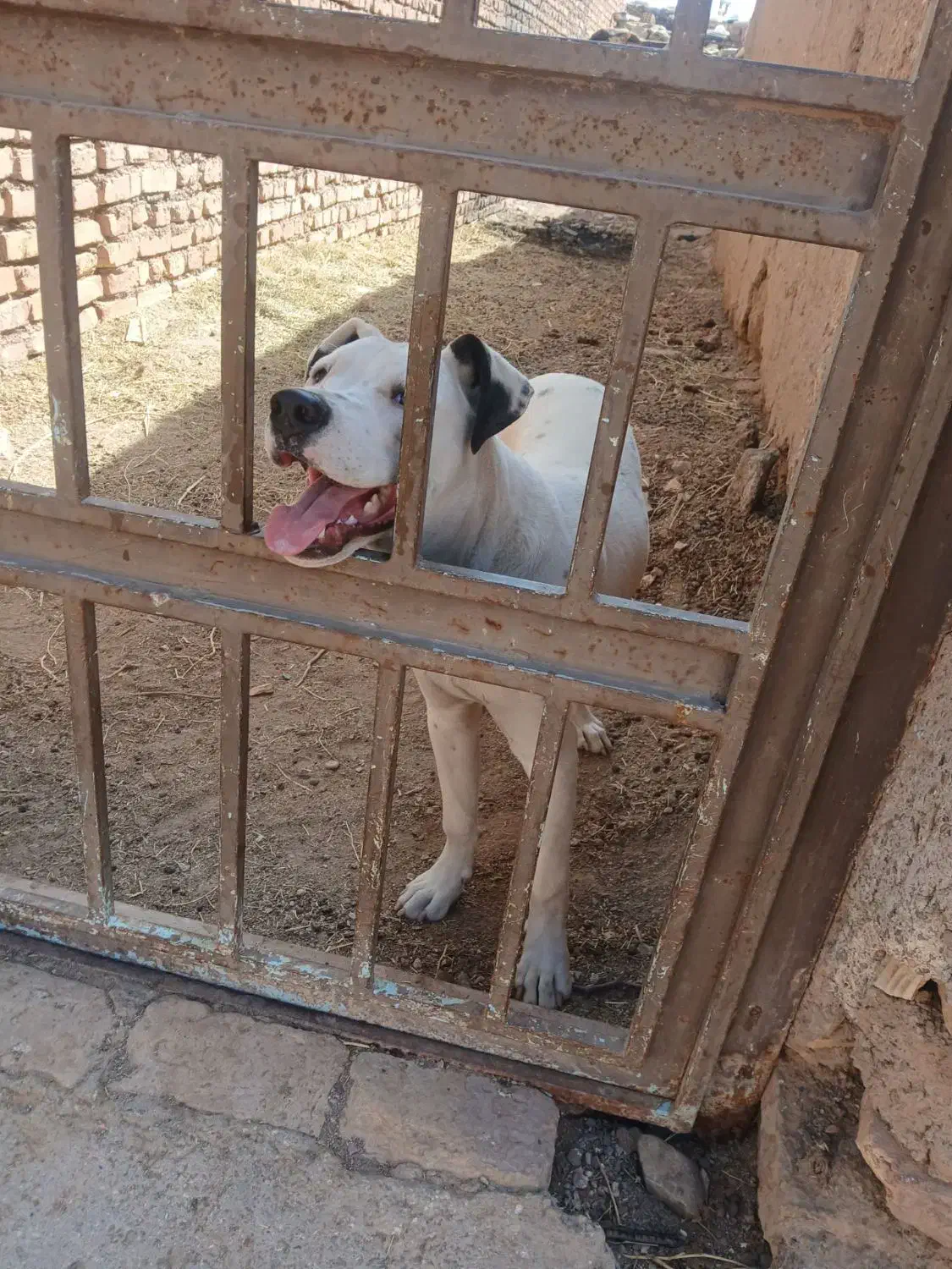 سگ معاوضه با کفتر|سگ|بیرجند, |دیوار