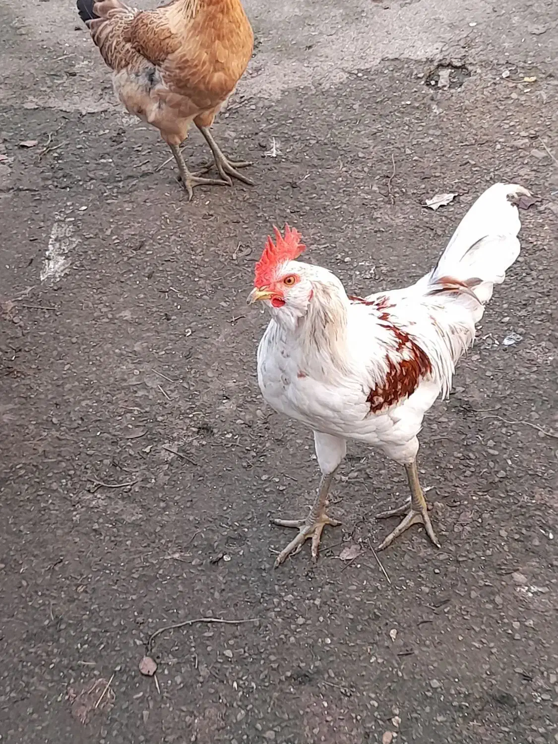 فروش مرغ وخروس|حیوانات مزرعه|رحیمآباد, |دیوار