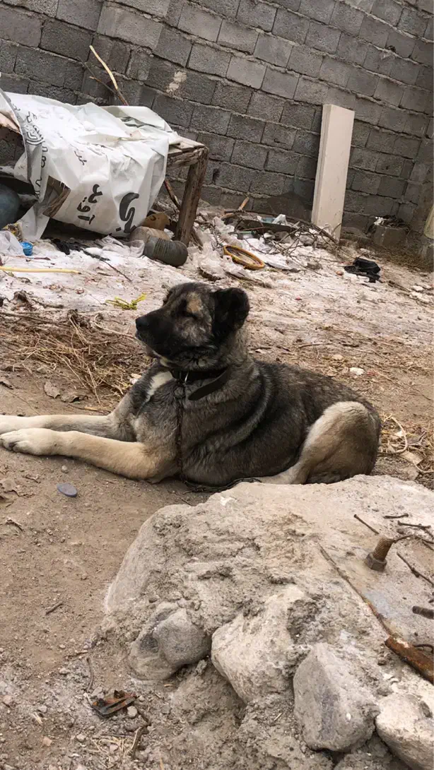 سگ سرابی|سگ|باسمنج, |دیوار