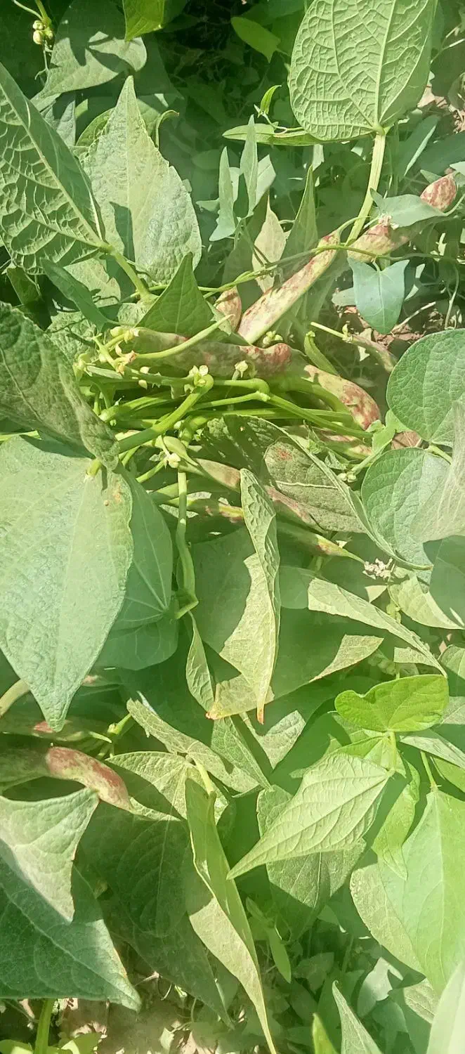 بذر لوبیا|گل و گیاه طبیعی|سراب, |دیوار