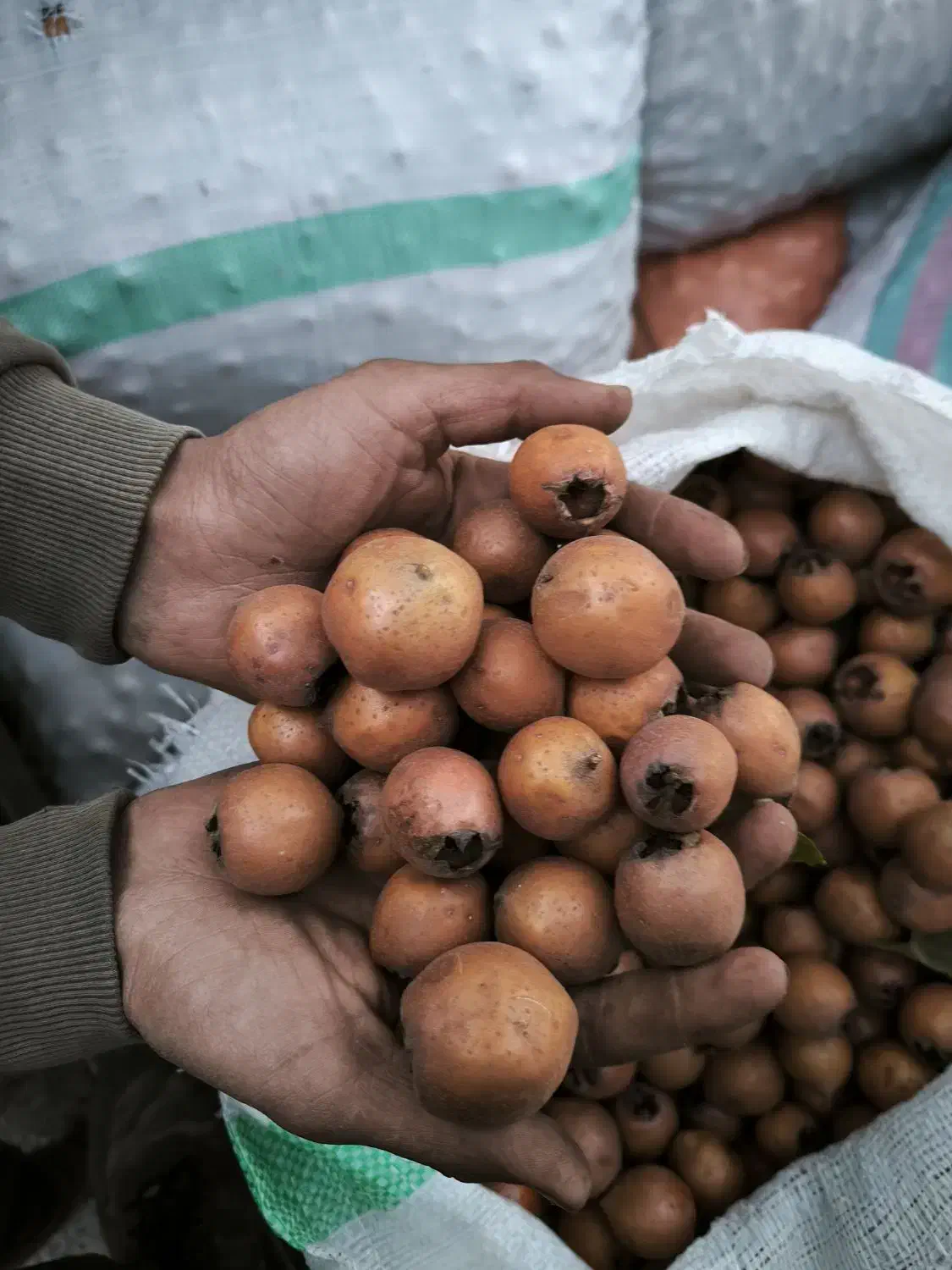 ازگیل (کنوس)|خوردنی و آشامیدنی|حویق, |دیوار