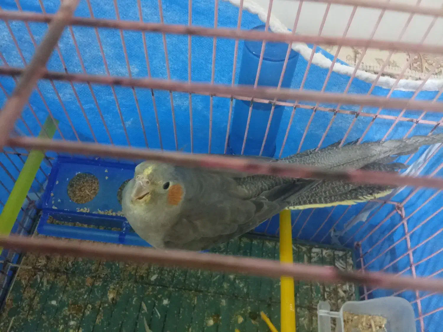 عروس هلندی سالم خونگی ماده|پرنده|شبانکاره, |دیوار