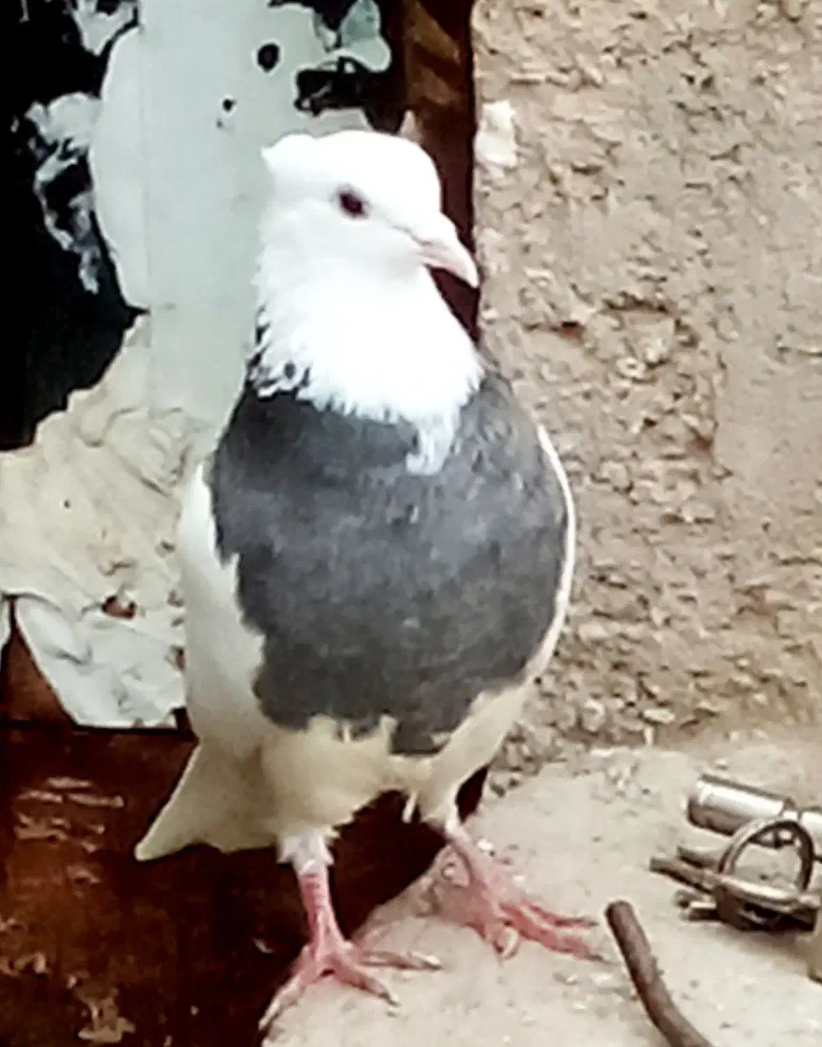 کفتر رنگه طوقی مفت|پرنده|تایباد, |دیوار