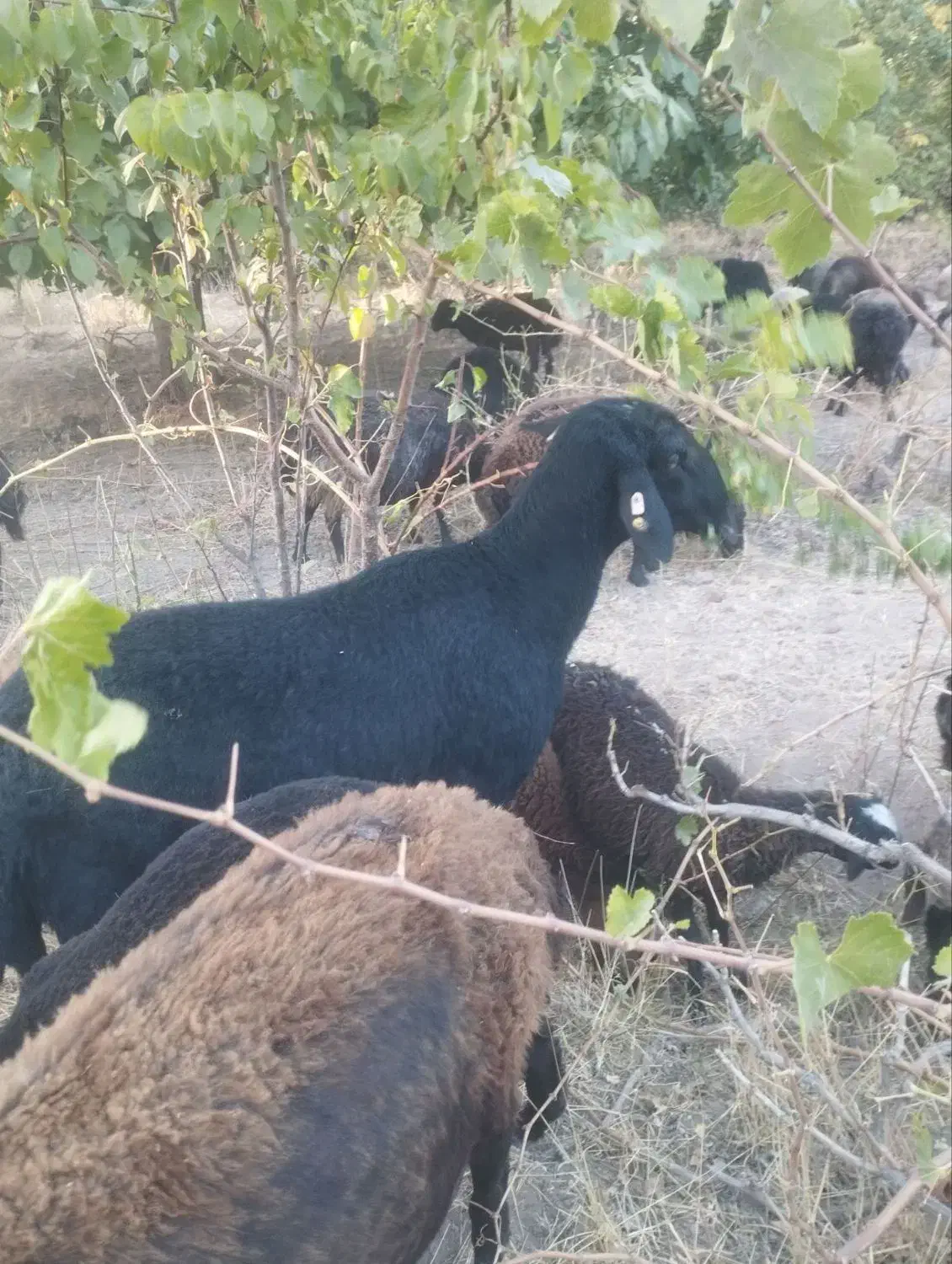 گوسفند قوچ قره قزل|حیوانات مزرعه|خرمدره, |دیوار