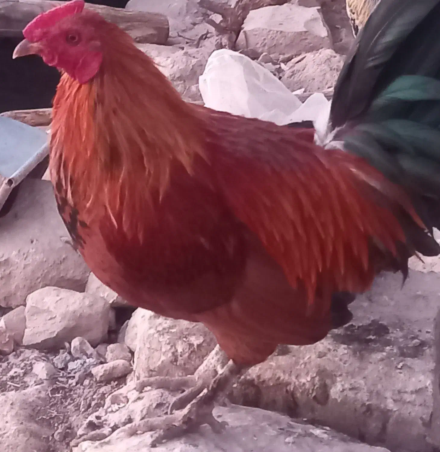 خروس محلی|حیوانات مزرعه|لالی, |دیوار