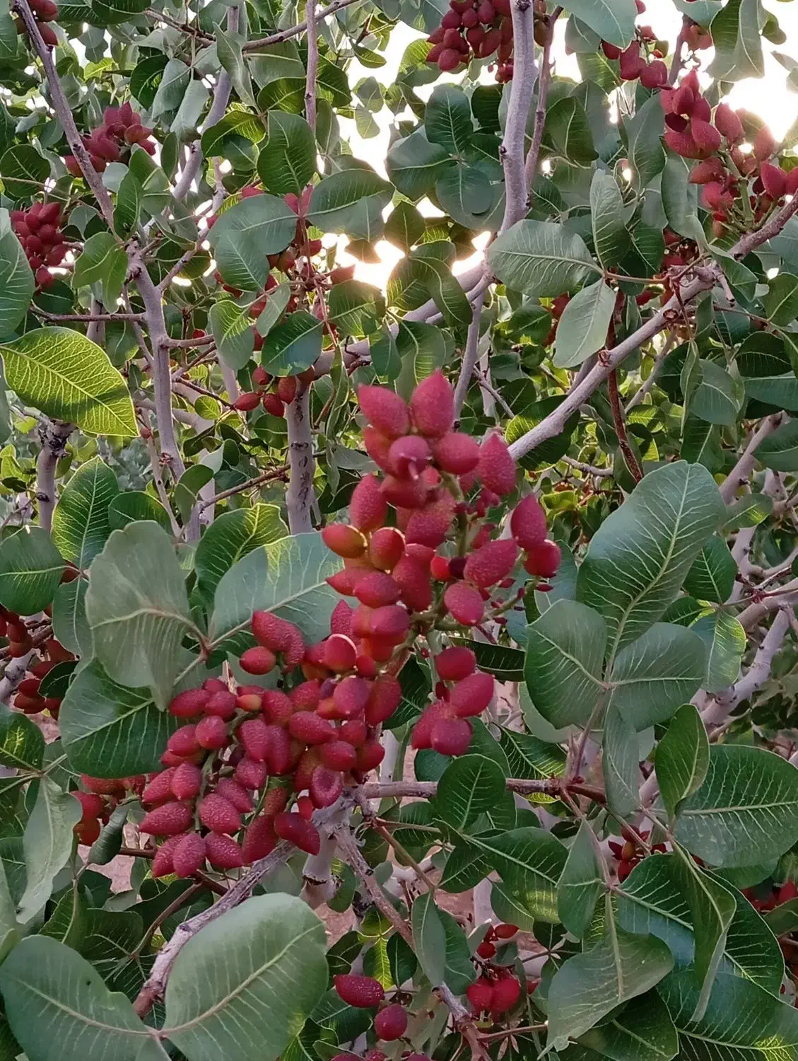 باغ پسته 1000 متری فوری|فروش زمین و ملک کلنگی|شاهین‌شهر, فرودگاه هسا|دیوار