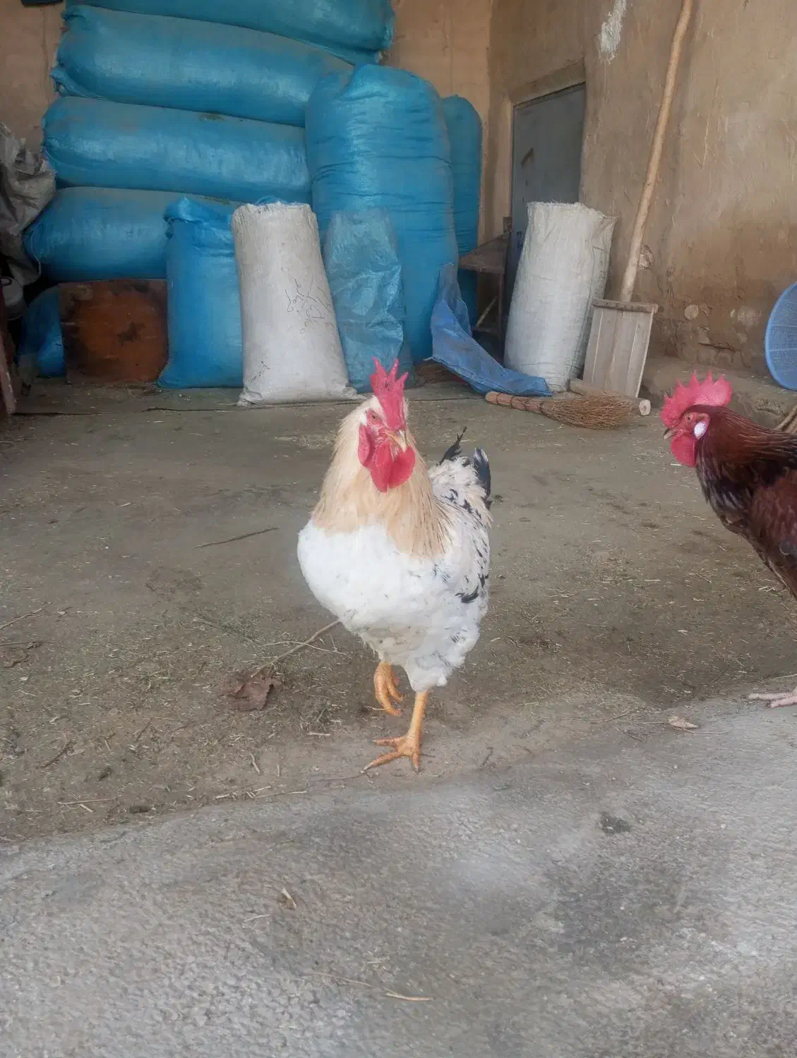 خروس|حیوانات مزرعه|اسدآباد, |دیوار