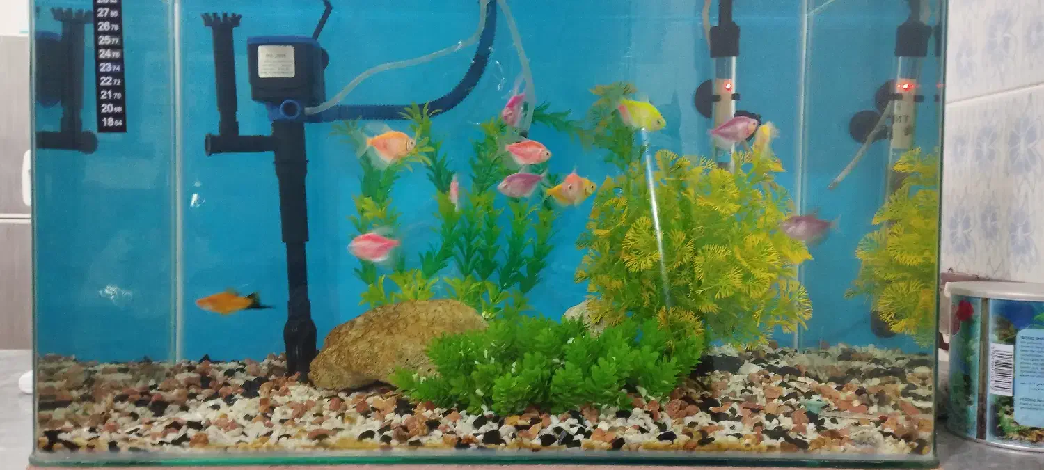اکواریوم شیشه خم 60سانتی|ماهی|مشگین شهر, |دیوار