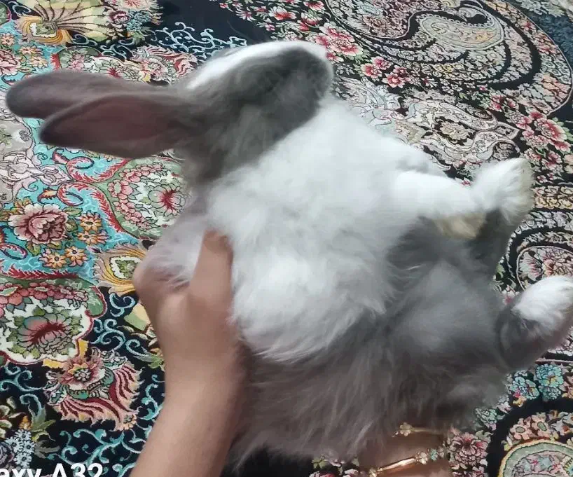 خرگوش خانگی|موش و خرگوش|املش, |دیوار