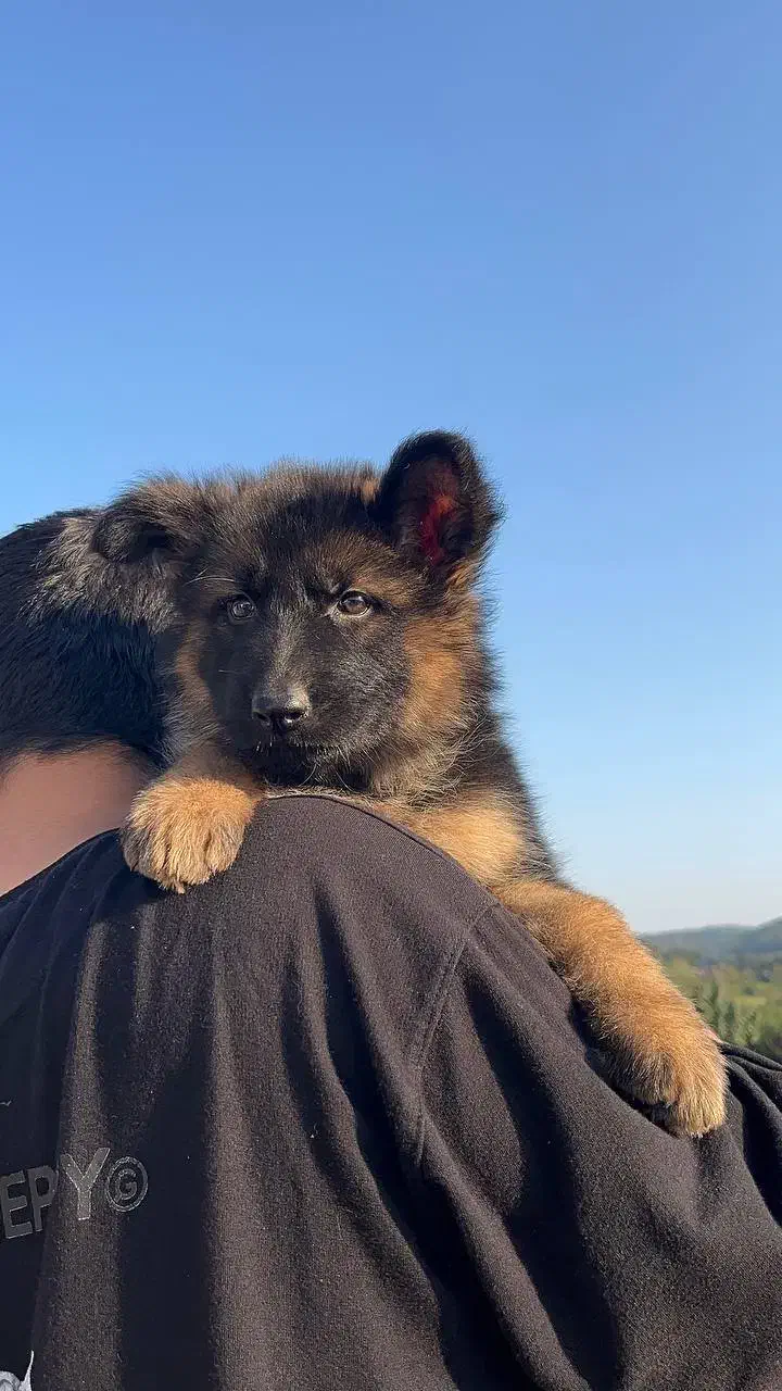 توله ژرمن شولاین اصیل|سگ|ساری, |دیوار