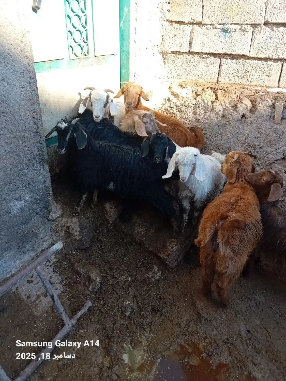 ۸چپیش نر وماده برای فروشی وزن روی هم۱۵ کیلو|حیوانات مزرعه|اردبیل, |دیوار