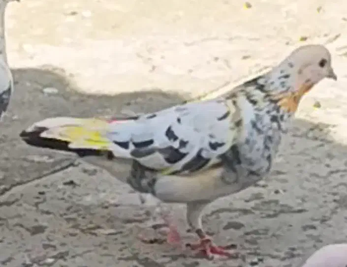 کفترگمشده|پرنده|باقرشهر, |دیوار