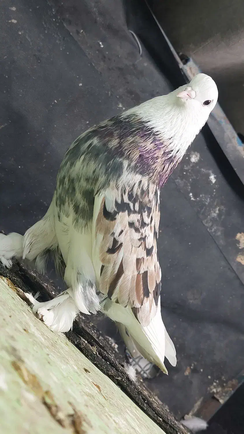 کفتر هما شازده سرور|پرنده|ری, عباس‌آباد|دیوار