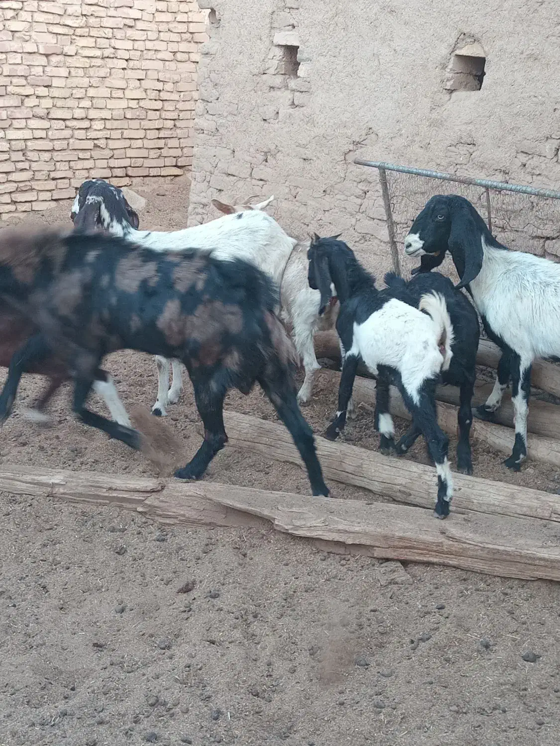 ۷عدد بز وکره ویک عدد چپیش پاکستانی|حیوانات مزرعه|اشکذر, |دیوار