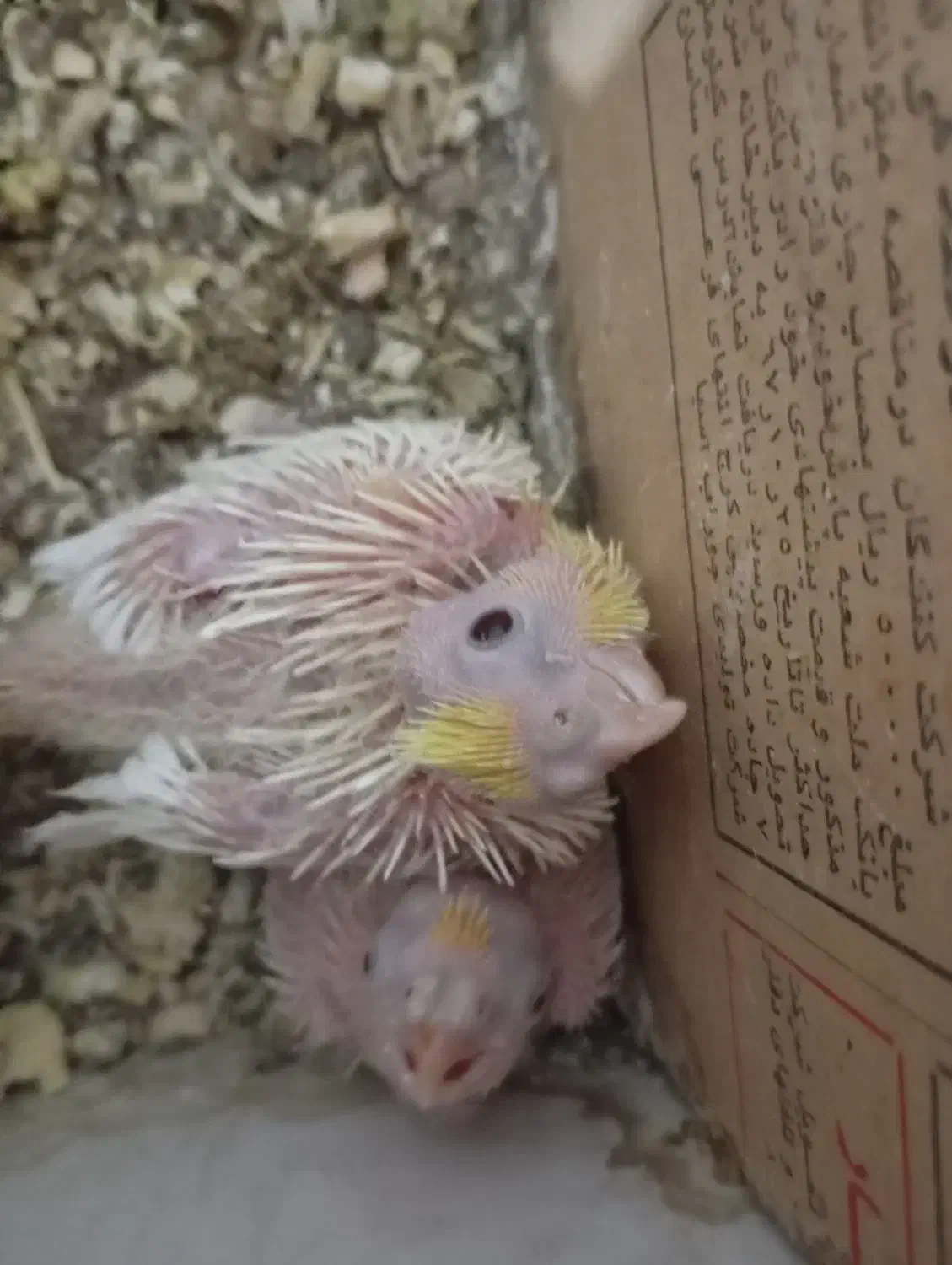 یه جفت عروس هلندی وبا دوتا جوجه وسایل کامل|پرنده|اهر, |دیوار