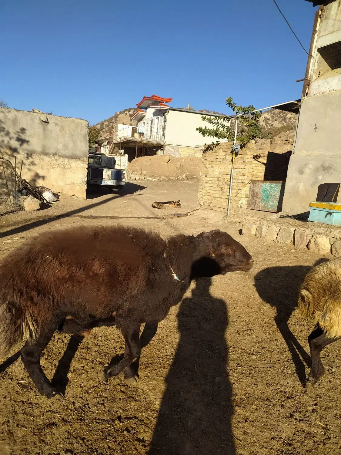 یک راس قوچ قزل افشار شیره دار|حیوانات مزرعه|پاپی, |دیوار