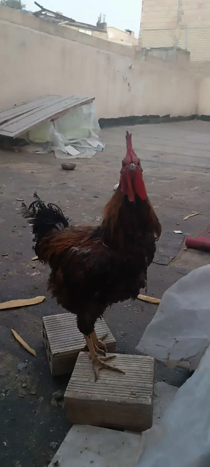 یک مرغ و یک خروس با ۴تا جوجه|حیوانات مزرعه|مشهد, انقلاب|دیوار