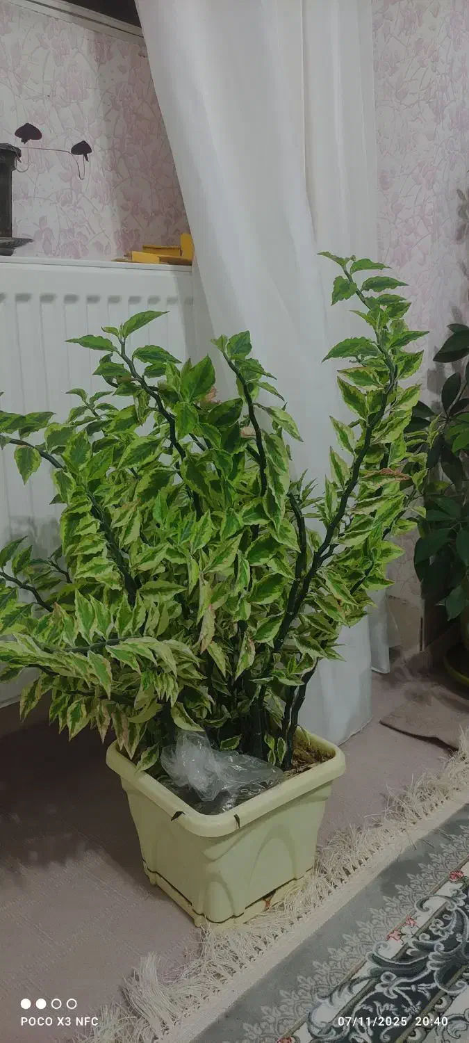 گل طبیعی زیبا وشاداب|گل و گیاه طبیعی|جوانرود, |دیوار