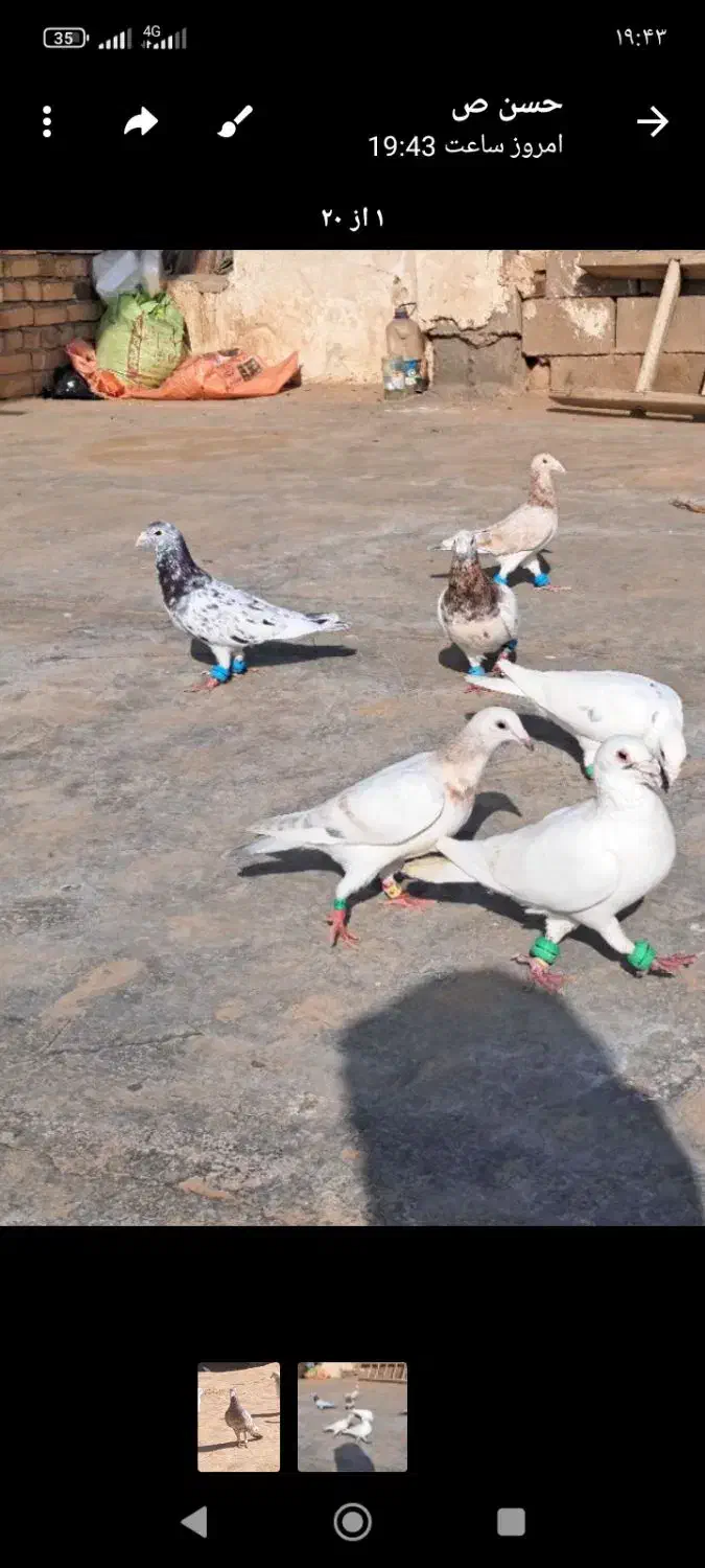 کفتر|پرنده|تایباد, |دیوار