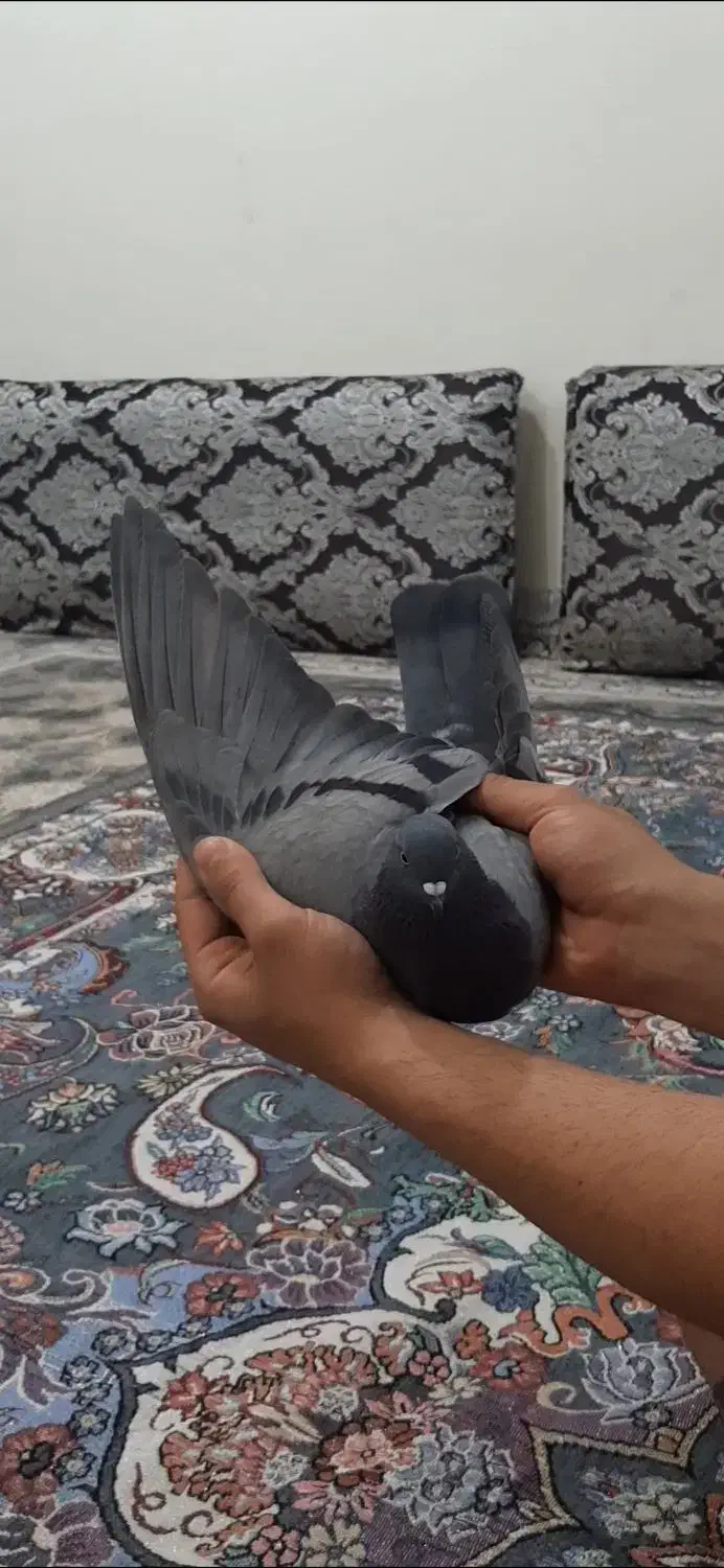 کفتر سبز|پرنده|ایوان, |دیوار