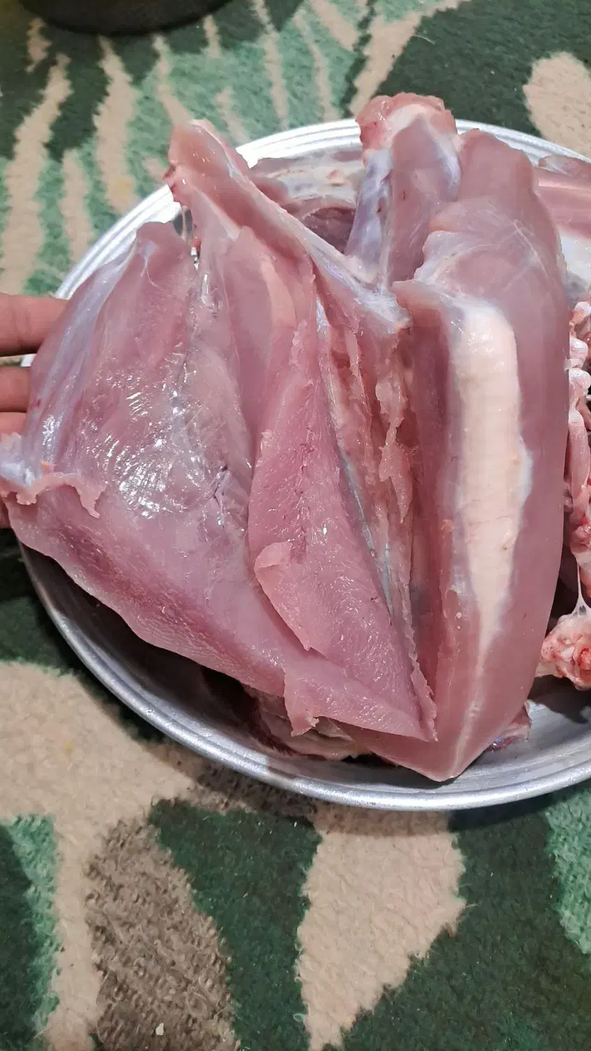 بوقلمون گوشتی طبیعی|حیوانات مزرعه|الشتر, |دیوار