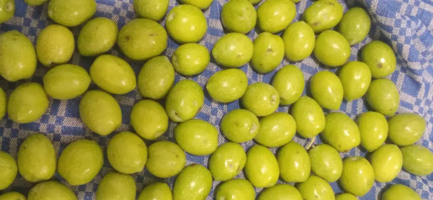 زیتون کنسروی درجه یک درشت فاضل آباد آزادشهر|خوردنی و آشامیدنی|آزادشهر, |دیوار