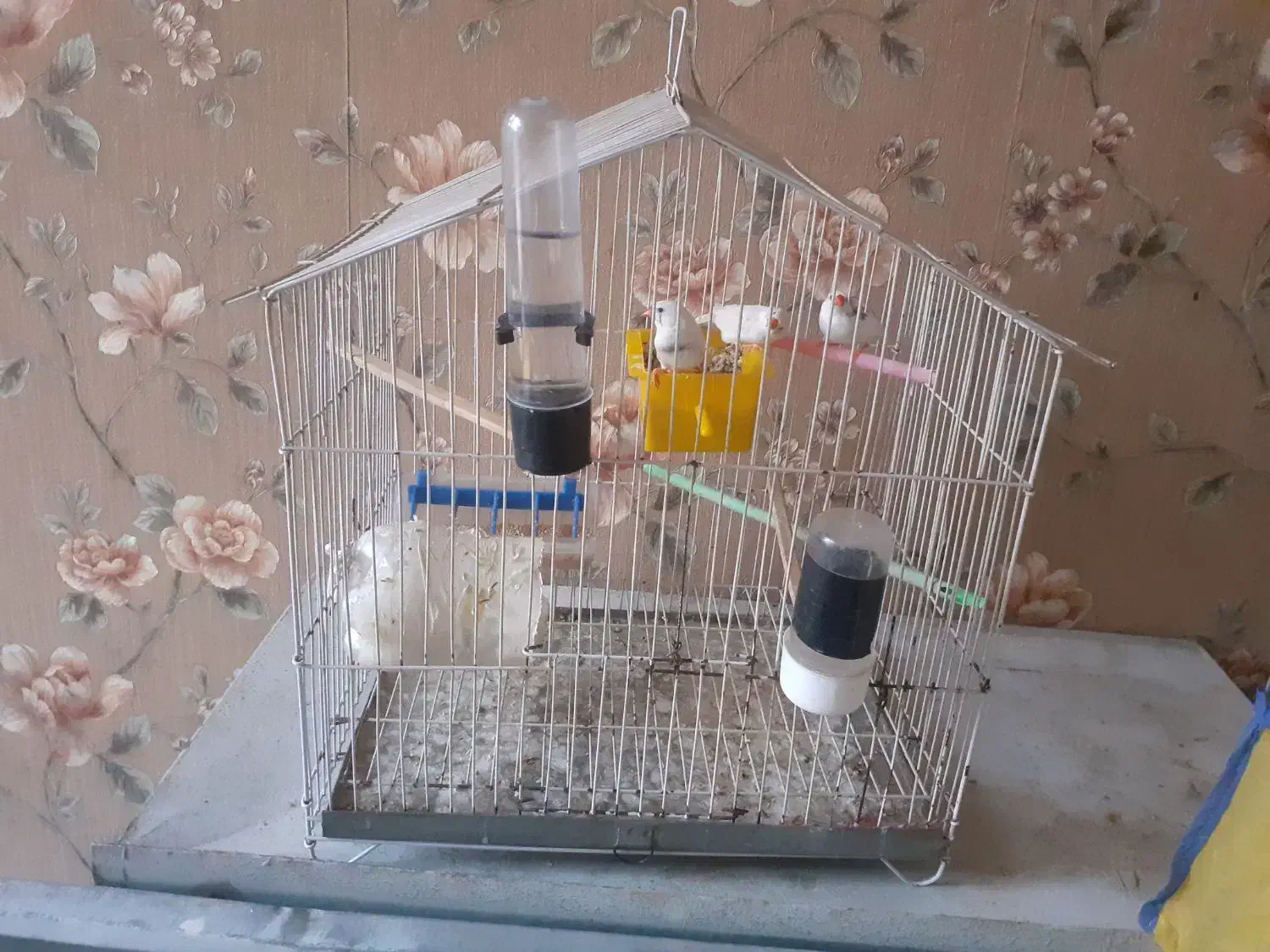 یک جفت فنچ|پرنده|قرچک, پویینک|دیوار