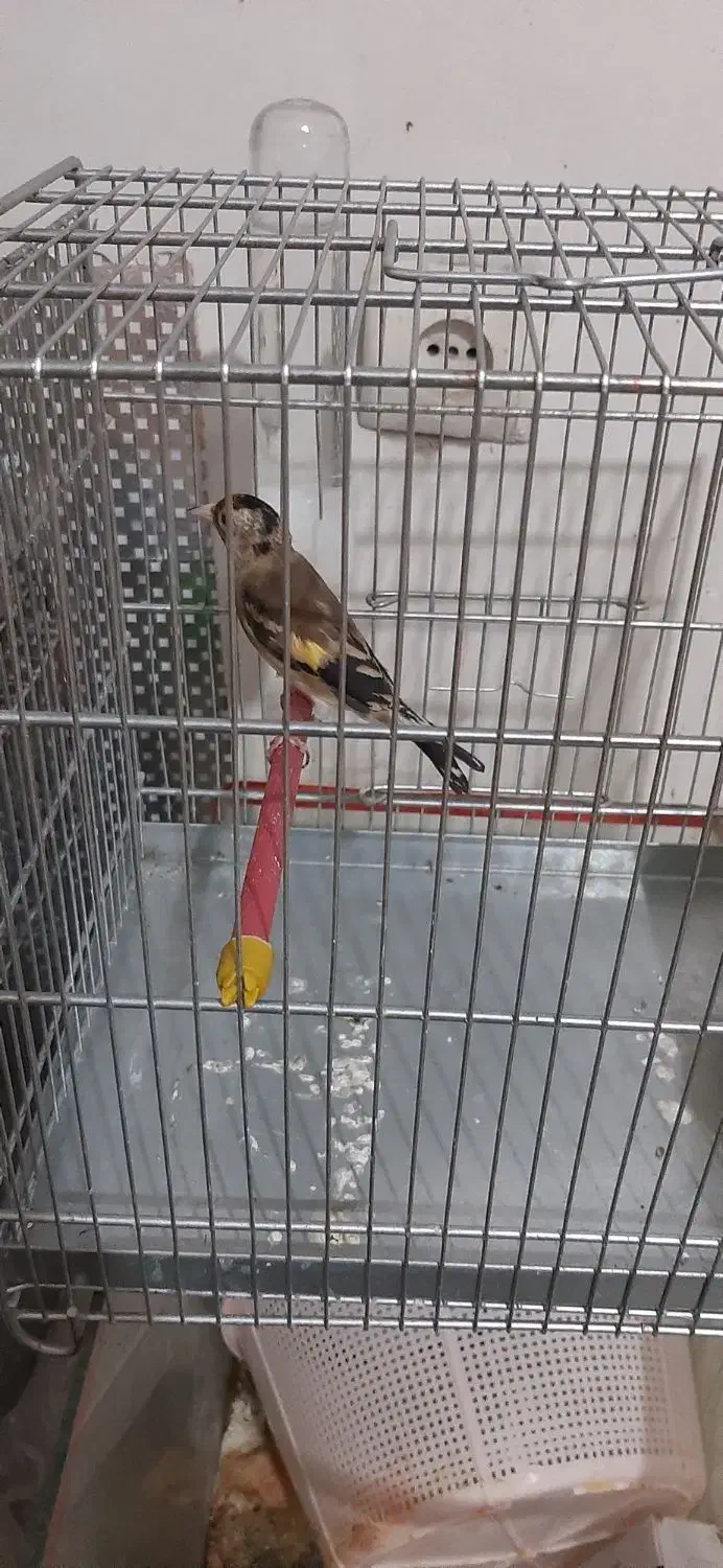 ماده سهره جوجه قفس|پرنده|کرمانشاه, |دیوار