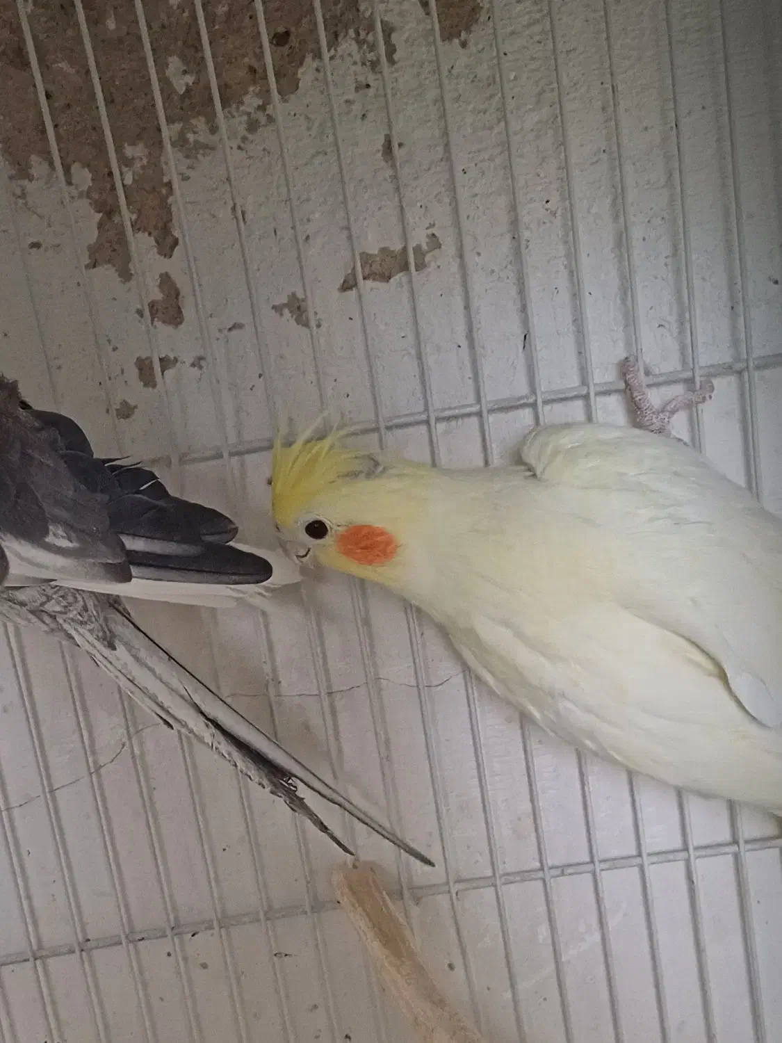 جفت مولد نرسخنگوو ماده تک زعفرونی فروش معاوضه|پرنده|مشهد, سرافرازان|دیوار