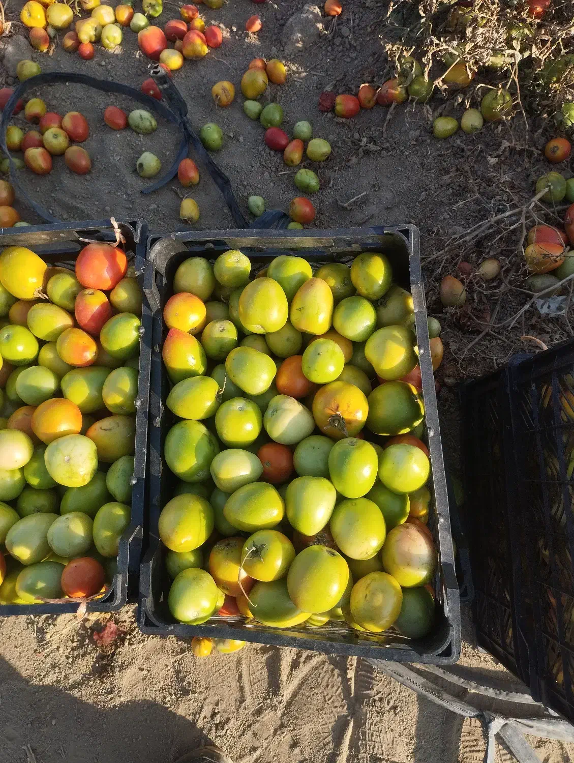 گوجهفرنگی|خوردنی و آشامیدنی|نوشین شهر, |دیوار