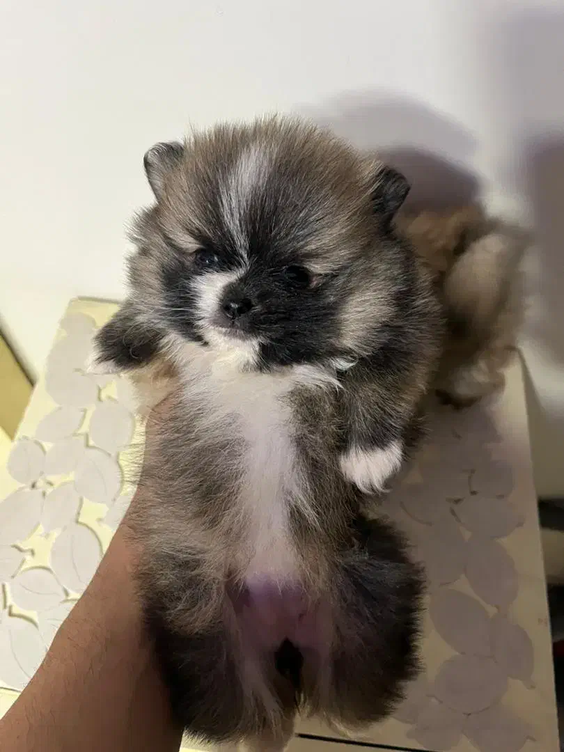 سگ پامر پامرین اصیل بوفیس خرسی|سگ|تهران, الهیه|دیوار