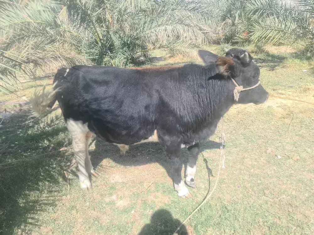 گوساله نر|حیوانات مزرعه|سراوان, |دیوار