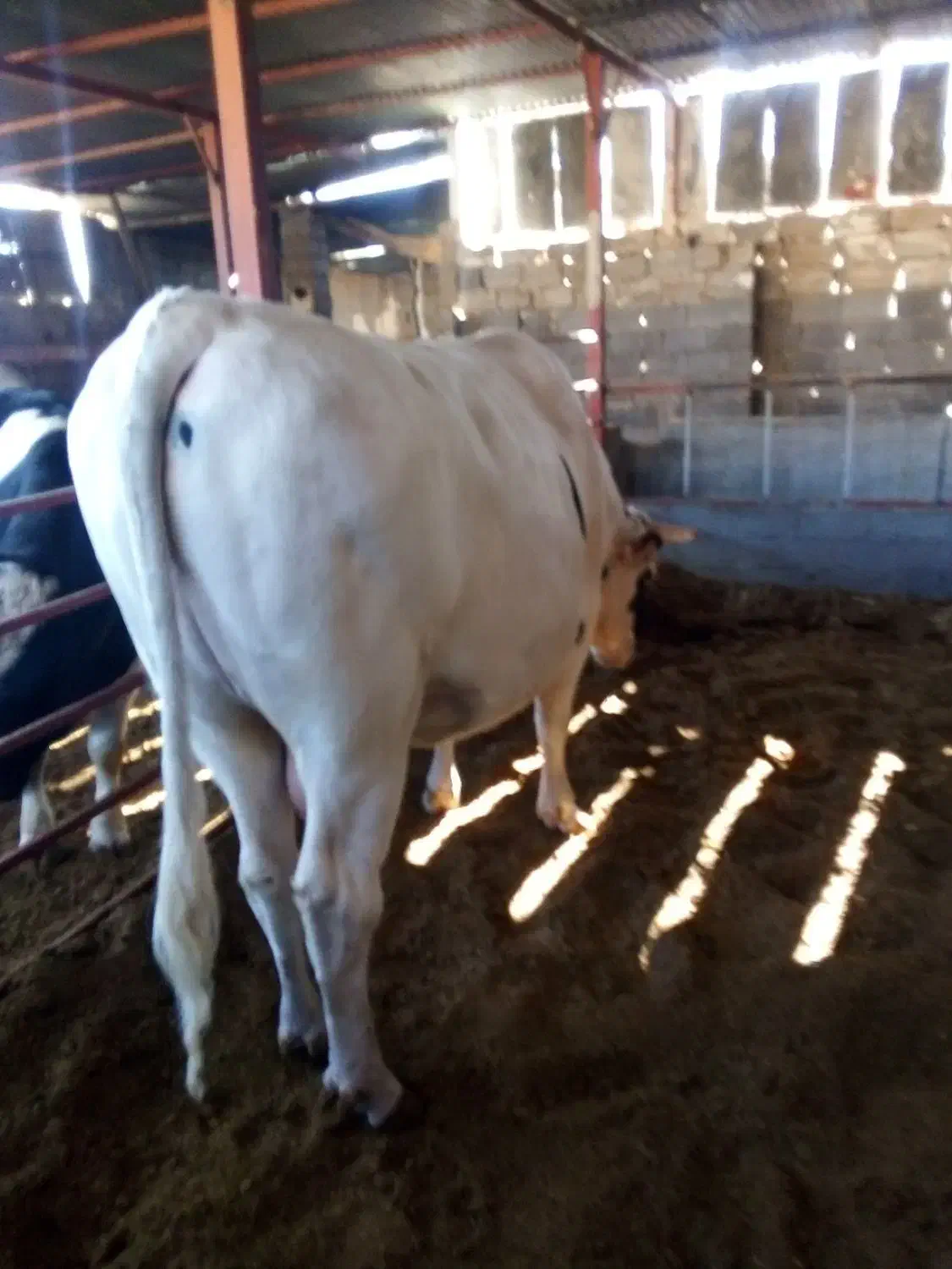 گوساله نر|حیوانات مزرعه|ایوان, |دیوار