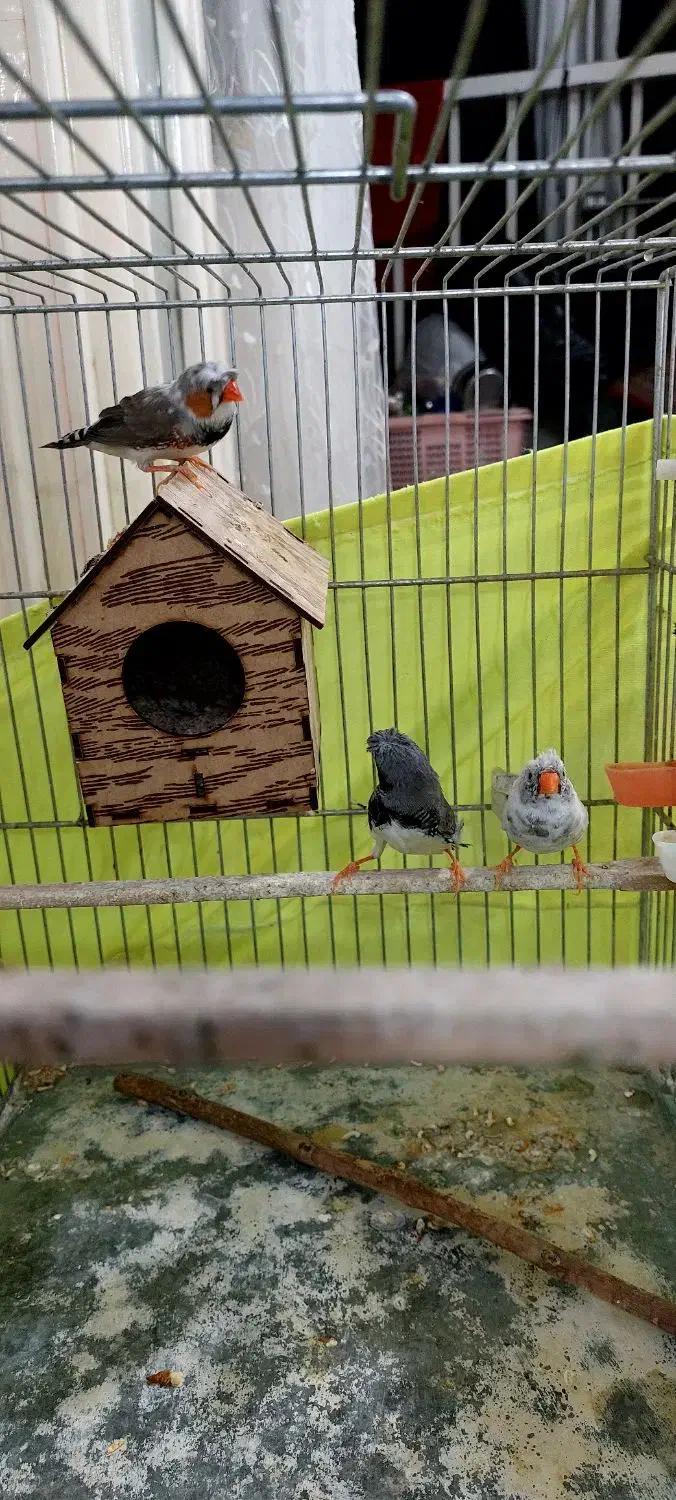 فنچ کاکولی|پرنده|ری, دولتآباد|دیوار