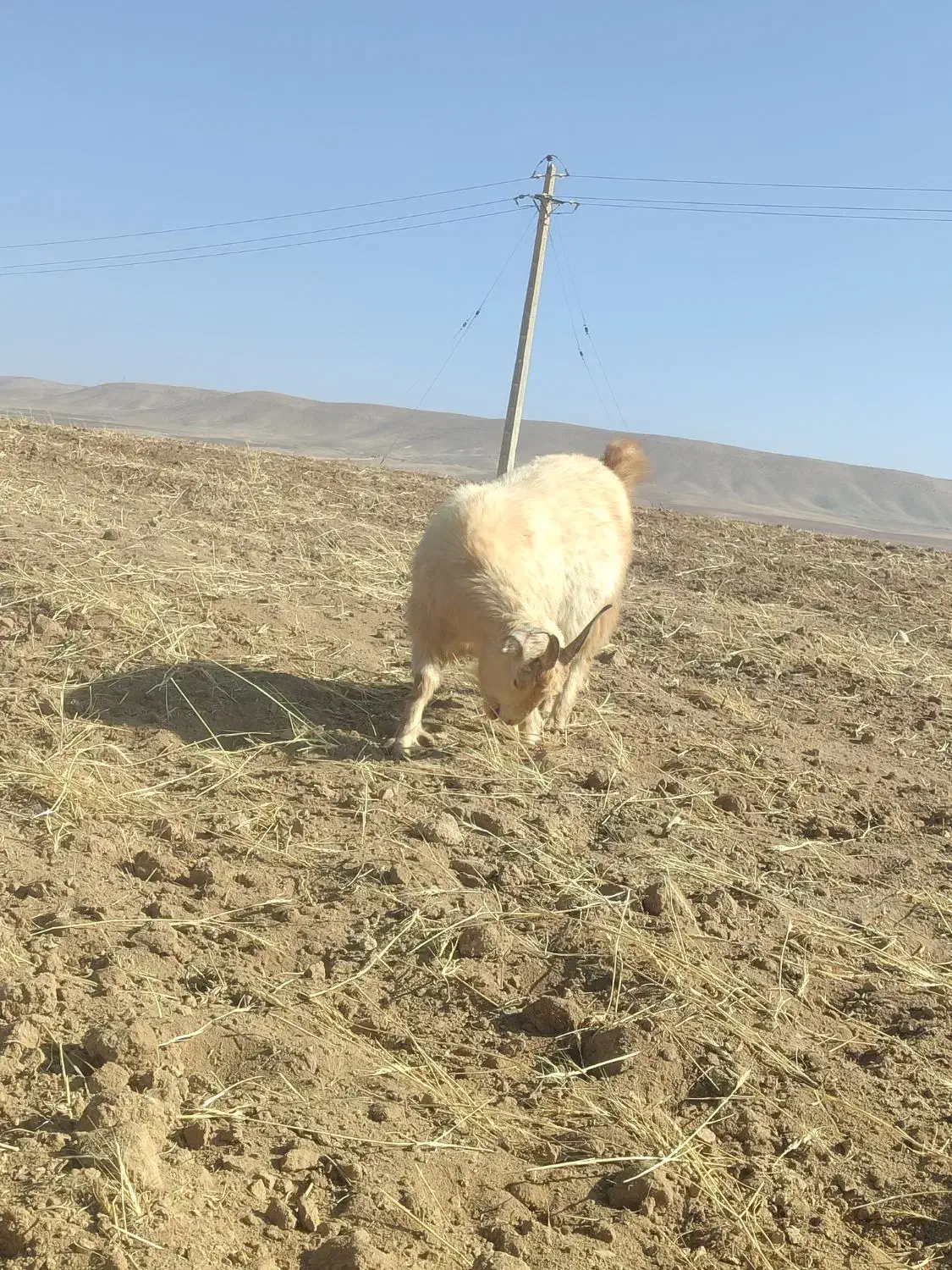 چپش|حیوانات مزرعه|سمیرم, |دیوار