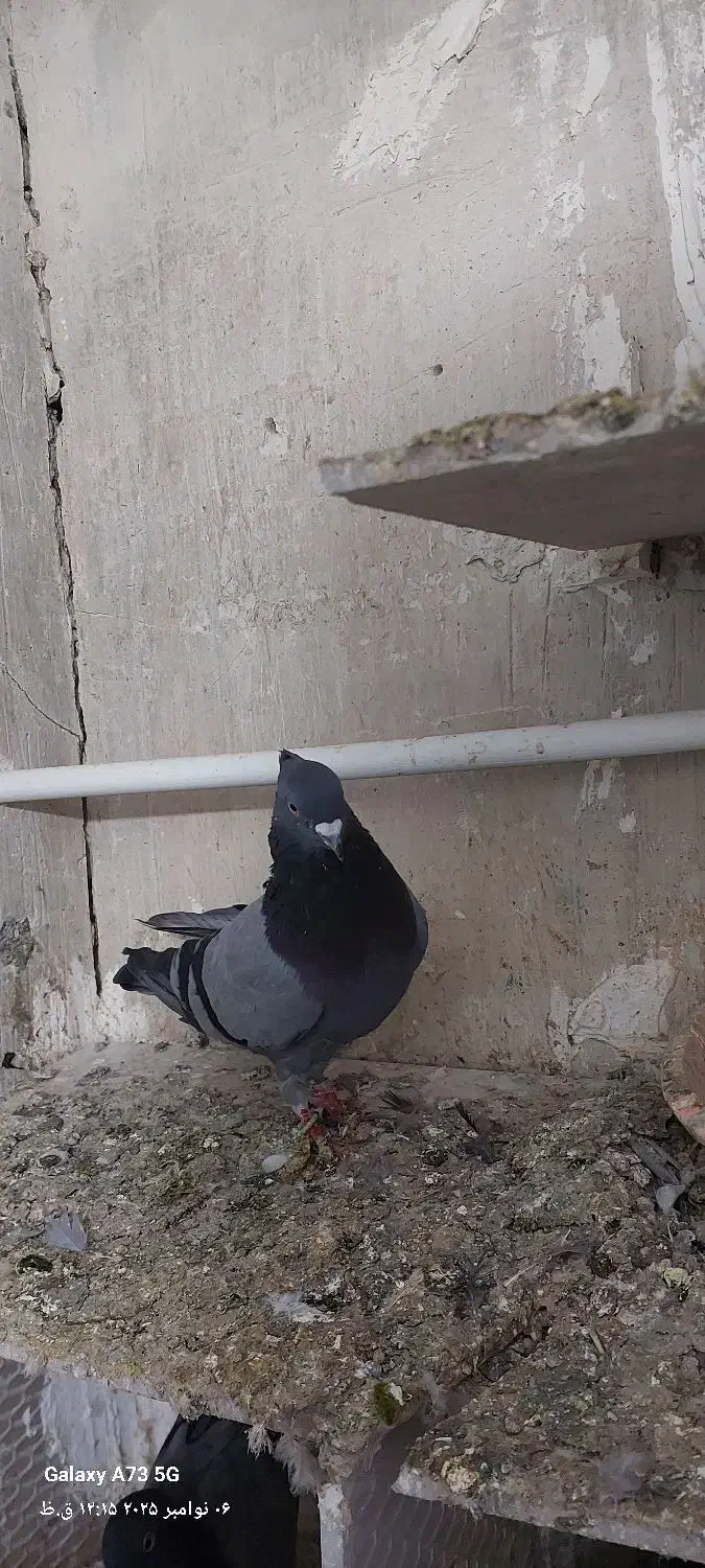 کبوتر|پرنده|اشنویه, |دیوار