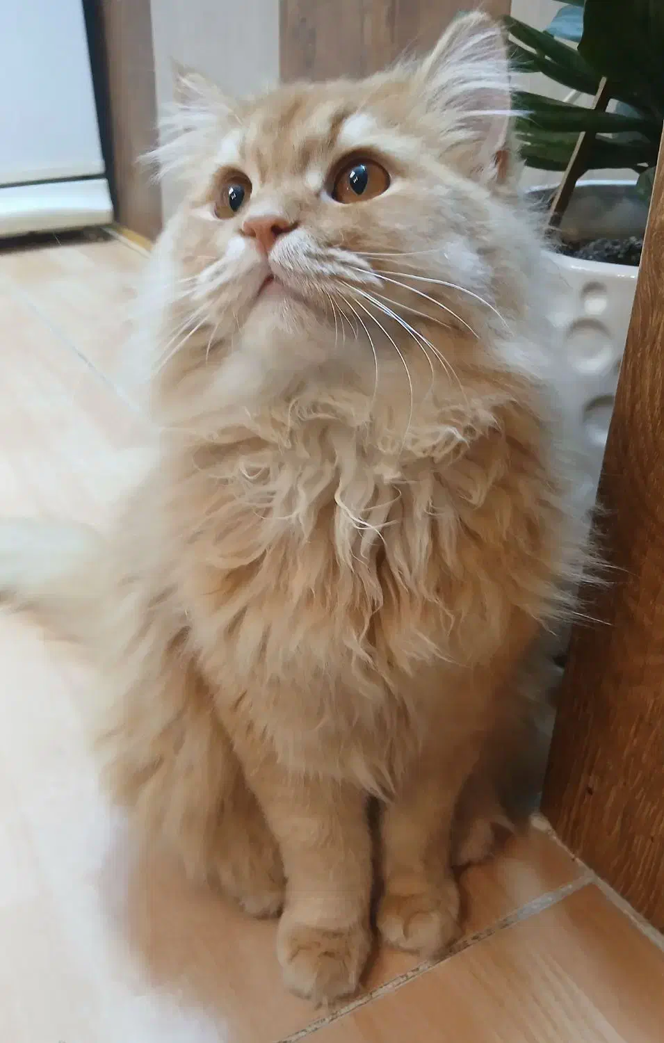 پرشین گاردفیلد  نر|گربه|نیشابور, جمهوری|دیوار