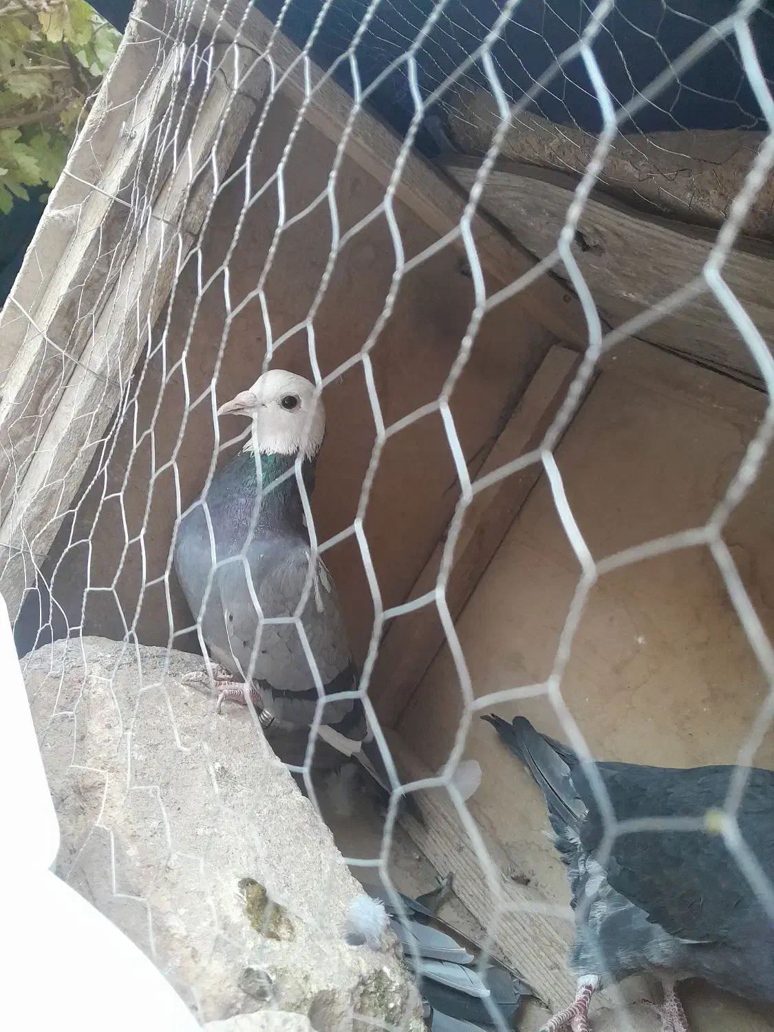 کفتر نر دورگه اصل مسافتی و یک کفتر پرشی|پرنده|شاهرود, |دیوار