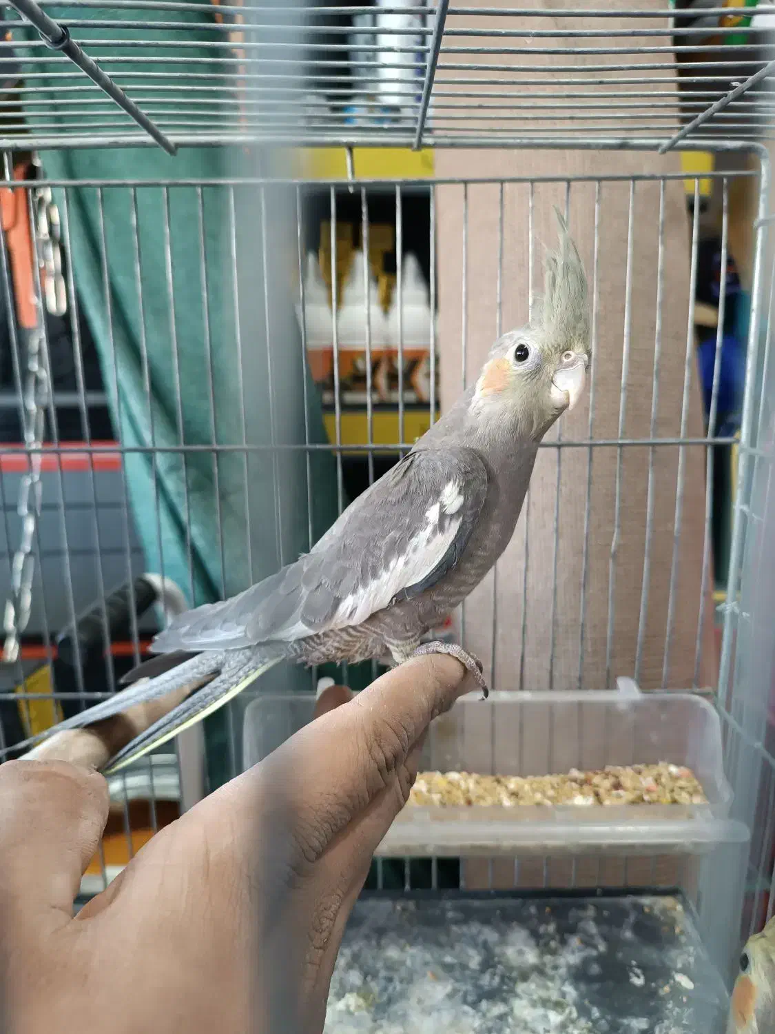 جوجه عروس هلندی گلباقالی و سیامون|پرنده|بیرجند, |دیوار