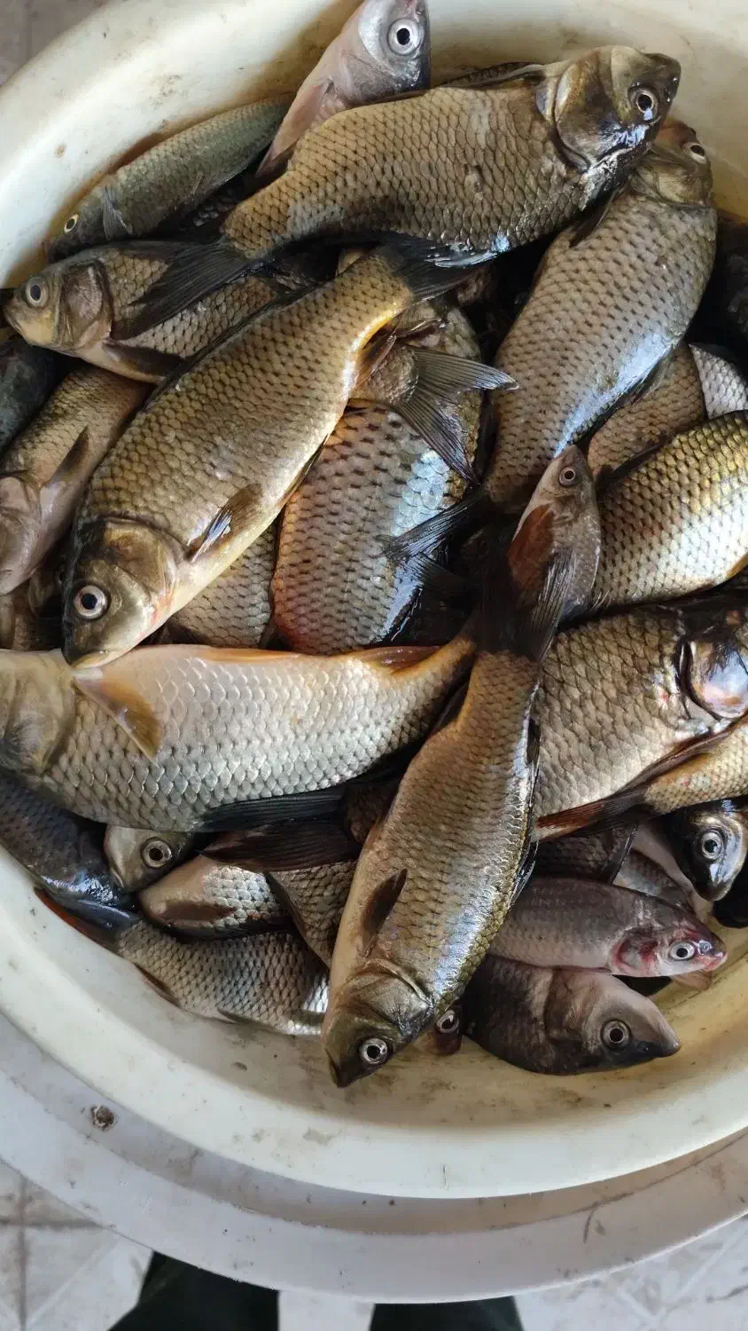 ماهی کپور|ماهی|کرج, عظیمیه|دیوار