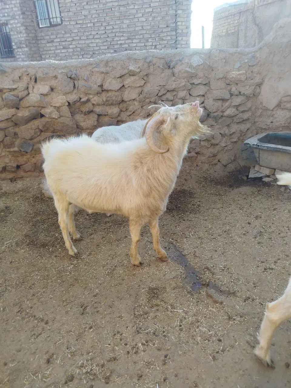 تکه سانن|حیوانات مزرعه|طاغنکوه, |دیوار