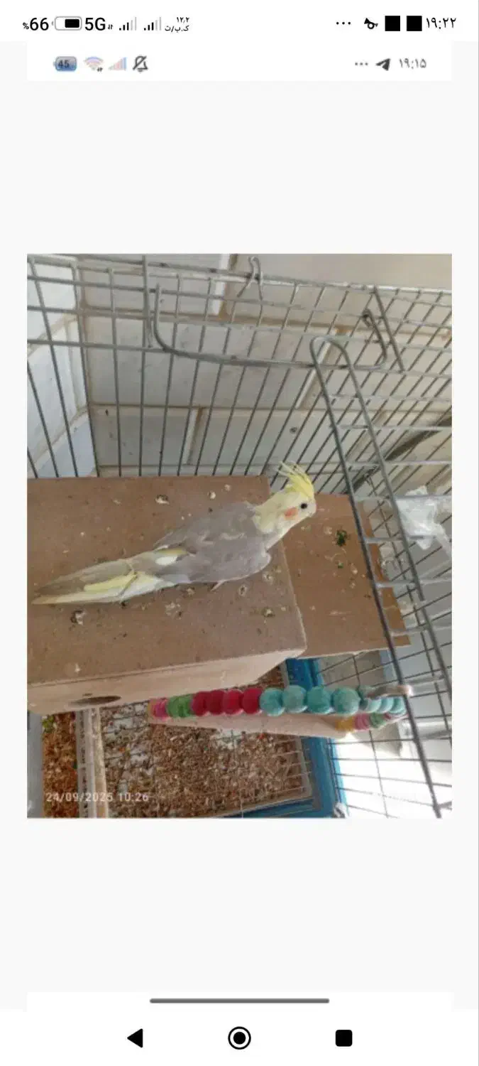 ۲ عدد عروس هلندی جفت|پرنده|گنبد کاووس, |دیوار