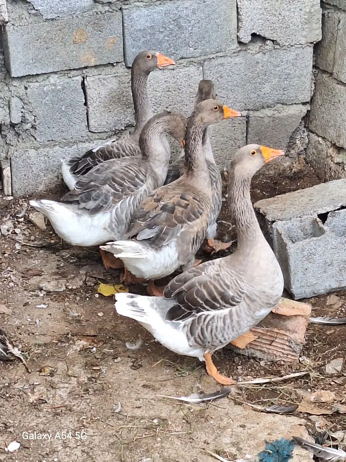 غاز محلی بالغ|حیوانات مزرعه|نوشهر, |دیوار