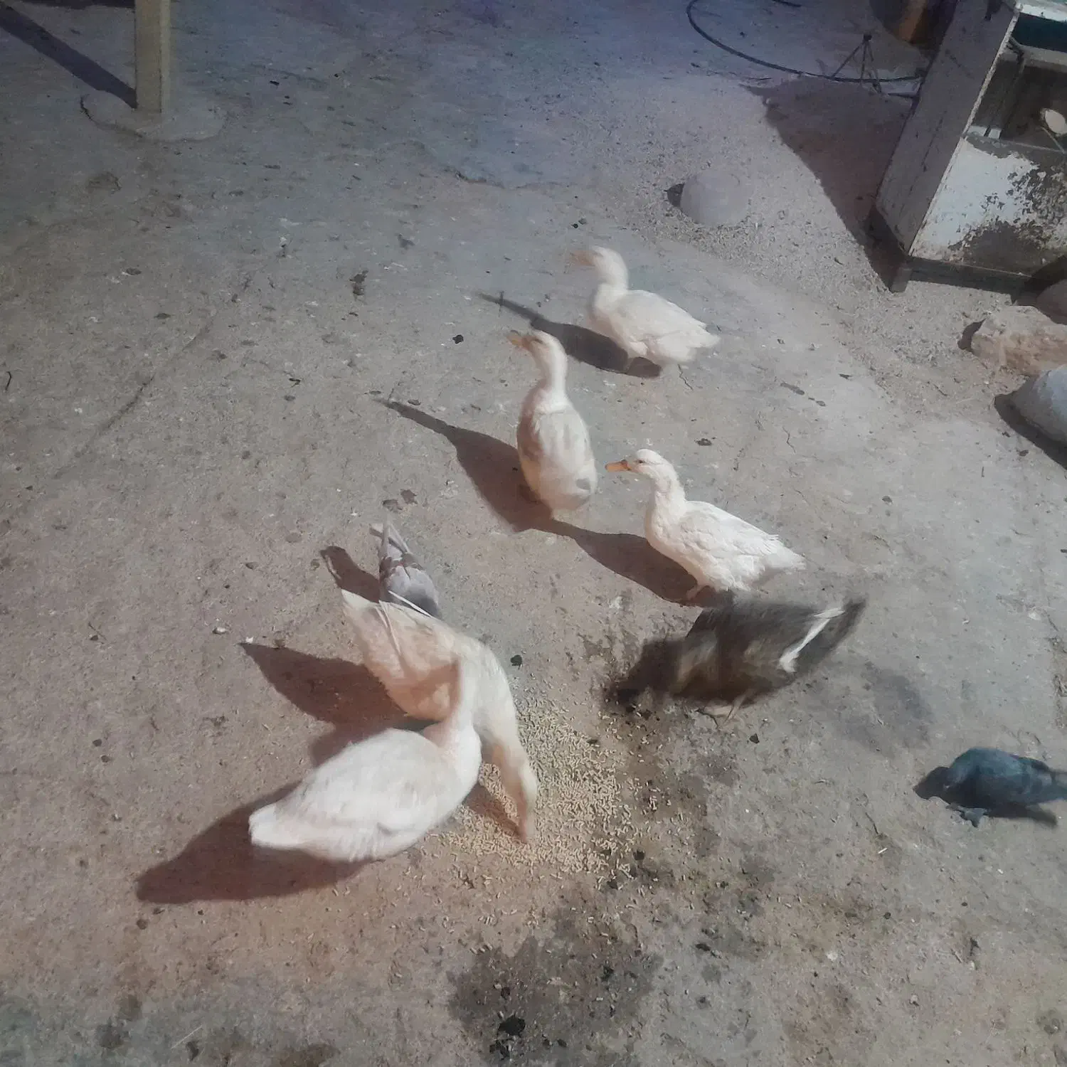 ۶ تا اردک تخم گذار تمیز وسرحال بفروش می رسد.|حیوانات مزرعه|سوق, |دیوار