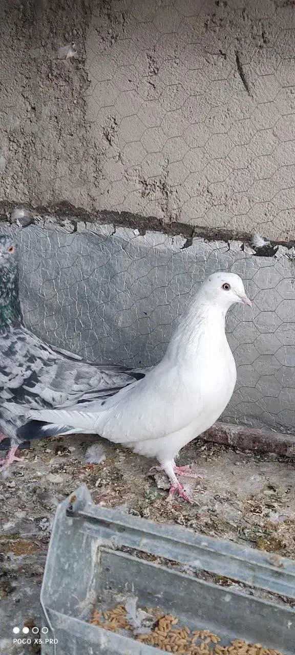 کبوتر|پرنده|مهریز, |دیوار