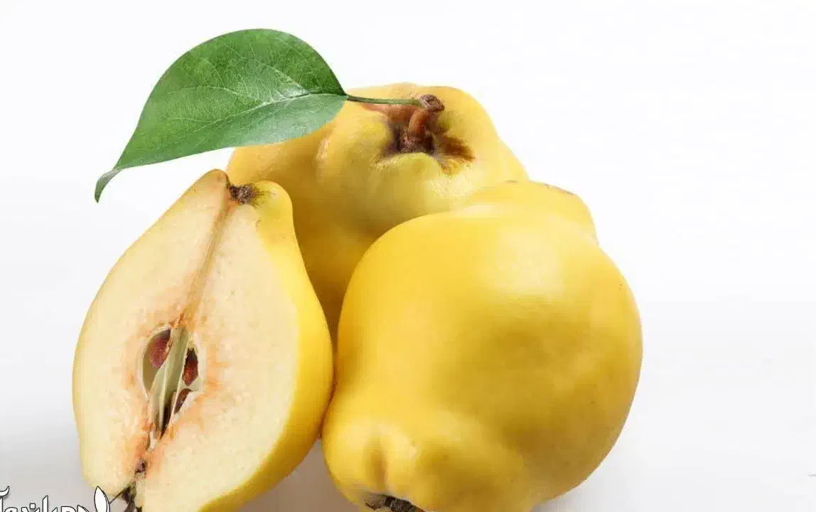 پیش فروش نهال به کوزه ای|خدمات باغبانی و درختکاری|ارطه, |دیوار